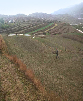 陇南柴胡标准化莳植试验田